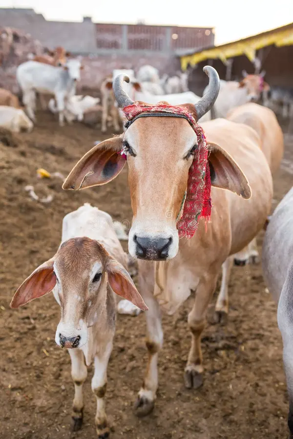 गौशाला